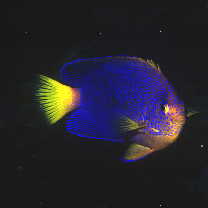 Centropyge interrupta (Tanaka, 1918)