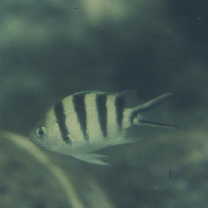 Abudefduf sexfasciatus (Lacepede, 1801)