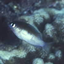 Plectroglyphidodon imparipennis (Vaillant et Sauvage, 1875)