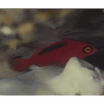 Neocirrhites armatus Castelnau, 1873