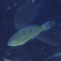 Scarus ghobban Forsskal, 1775