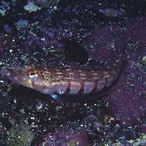 Parapercis multiplicata Randall, 1984