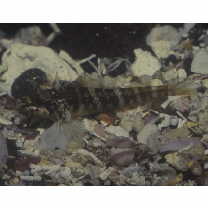 Enneapterygius miyakensis Fricke, 1987