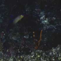 Nemateleotris decora Randall et Allen, 1973