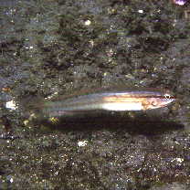 Amblygobius sp. A of Suzuki (2004)