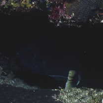 Naso brevirostris (Cuvier, 1829)