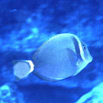 Acanthurus leucopareius (Jenkins, 1903)