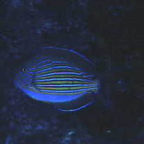 Acanthurus lineatus (Linnaeus, 1758)