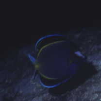 Acanthurus japonicus (Schmidt, 1931)