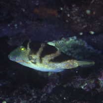 Canthigaster axiologa Whitley, 1931