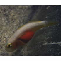 Lubricogobius dinah Randall et Senou, 2001