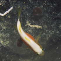 Lubricogobius dinah Randall et Senou, 2001