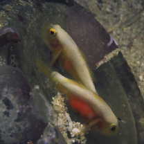 Lubricogobius dinah Randall et Senou, 2001