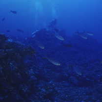 Paracaesio sordida Abe et Shinohara, 1962