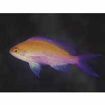 Pseudanthias bicolor (Randall, 1979)