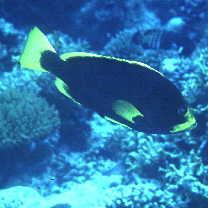 Epinephelus flavocaeruleus (Lacepede, 1801)