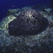 Taeniura meyeni Muller et Henle, 1841