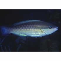 Scarus taeniopterus Desmarest, 1831