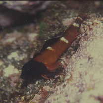 Enneapterygius miyakensis Fricke, 1987