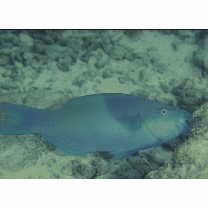 Scarus scaber Valenciennes, 1840