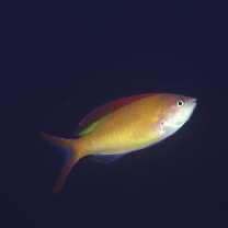 Pseudanthias ignitus (Randall et Lubbock, 1981)