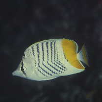 マダガスカル・バタフライフィッシュ