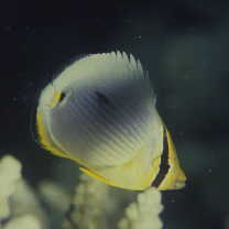 Chaetodon trifasciatus Park, 1797