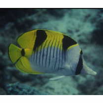 Chaetodon falcula Bloch, 1793