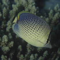 Chaetodon guttatissimus Bennett, 1832