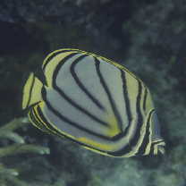 Chaetodon meyeri Bloch et Schneider, 1801