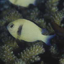 インディアン・ダシルス