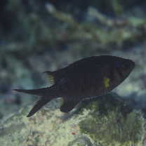 Chromis weberi Fowler et Bean, 1928