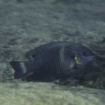 Chrysiptera brownriggii (Bennett, 1828)