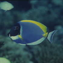 Acanthurus leucosternon Bennett, 1832