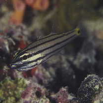 Cheilodipterus quinquelineatus Cuvier, 1828