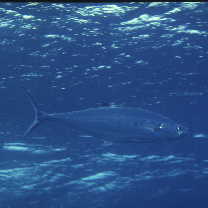 Scomberoides lysan (Forsskal, 1775)