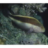 Paracirrhites forsteri (Schneider, 1801)