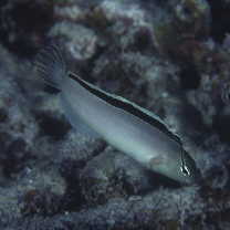 Meiacanthus smithi Klausewitz, 1961