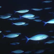 バリアブルラインド・フュージラー