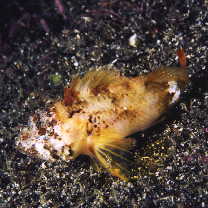 Sebastapistes perplexa Motomura, Aizawa et Endo, 2014