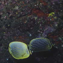 Chaetodon reticulatus Cuvier, 1831 X Chaetodon meyeri Bloch et Schneider, 1801