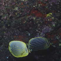 Chaetodon reticulatus Cuvier, 1831 X Chaetodon ornatissimus Cuvier, 1831
