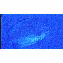 Hemitaurichthys thompsoni Fowler, 1923