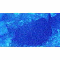 Hemitaurichthys thompsoni Fowler, 1923