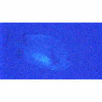 Hemitaurichthys thompsoni Fowler, 1923