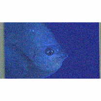 Hemitaurichthys thompsoni Fowler, 1923