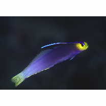 Nemateleotris helfrichi Randall et Allen, 1973