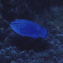 Chrysiptera cyanea (Quoy et Gaimard, 1825)