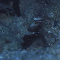 Cryptocentrus nigrocellatus (Yanagisawa, 1978)