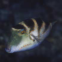 Canthigaster axiologa Whitley, 1931